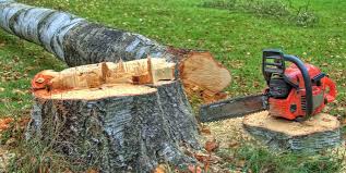 How Our Tree Care Process Works  in  Landover Hills, MD