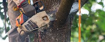 Best Tree Risk Assessment  in Landover Hills, MD