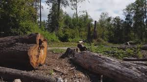 Best Tree and Shrub Care  in Landover Hills, MD