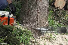 Best Lawn Pest Prevention  in Landover Hills, MD