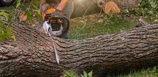 Best Root Management and Removal  in Landover Hills, MD