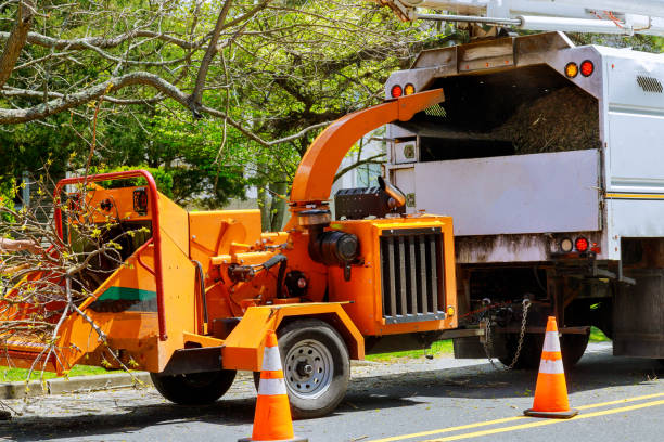 Tree and Shrub Care in Landover Hills, MD