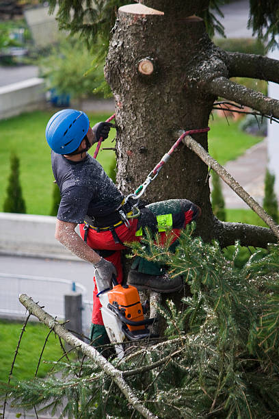 Best Leaf Removal  in Landover Hills, MD