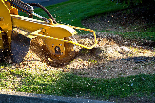 Best Tree Disease Treatment  in Landover Hills, MD