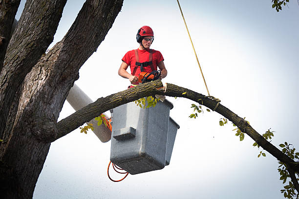 Best Utility Line Clearance  in Landover Hills, MD