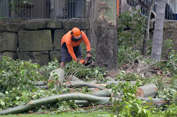 Best Stump Grinding and Removal  in Landover Hills, MD