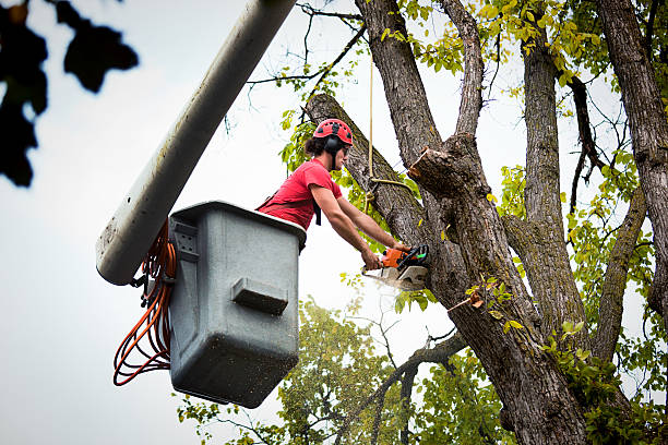 Best Arborist Consultation Services  in Landover Hills, MD