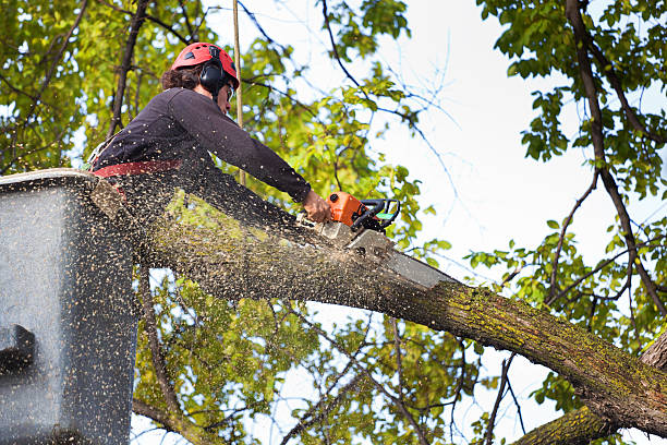 Best Weed Control  in Landover Hills, MD