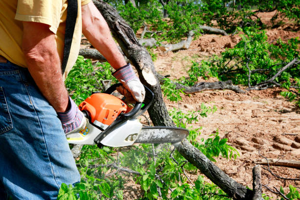 Best Lawn Drainage Solutions  in Landover Hills, MD